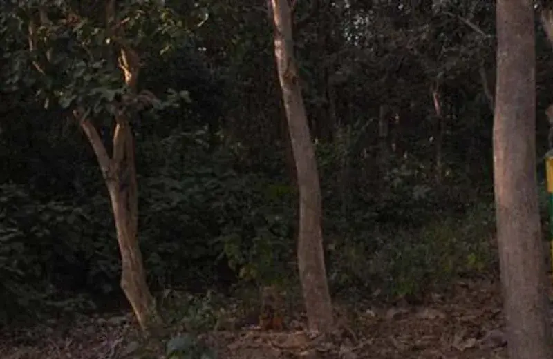 Kalesar National Park, Yamunanagar, Haryana