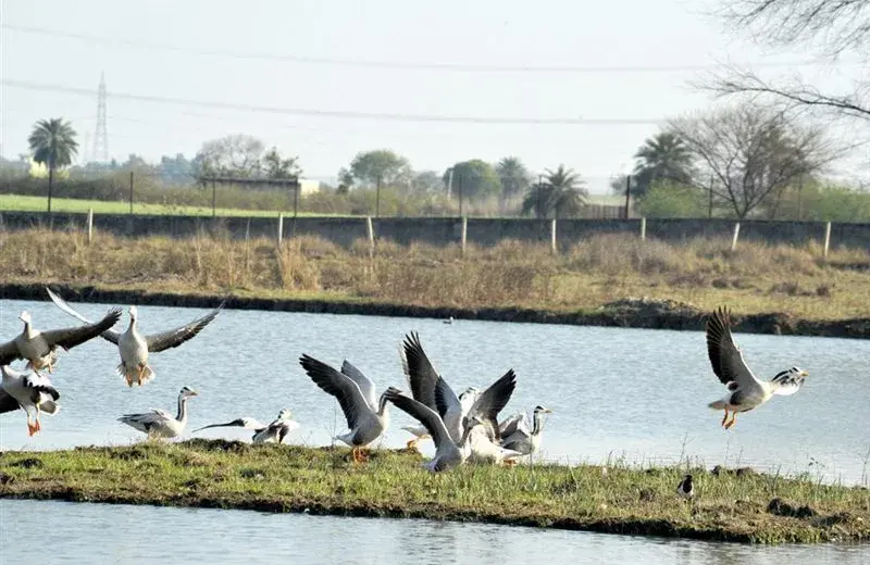 Sultanpur National Park